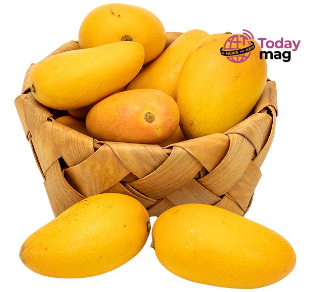 mango uk mango uk