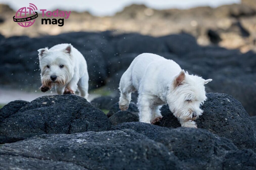 west highland white terrier west highland white terrier